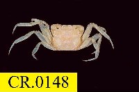 藏品(日本絨螯蟹)的圖片